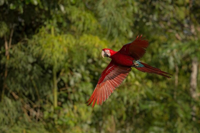 ave-america-sur-habitat-natural_475641-744