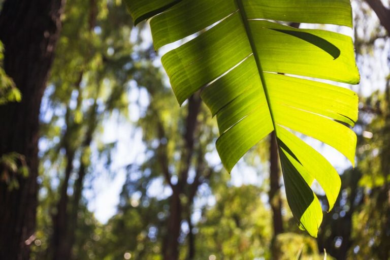 brillante-hoja-planta-jardin_23-2147829130