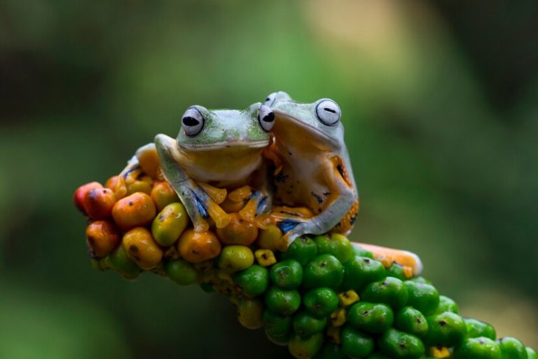 flying-frog-closeup-hermosa-rana-arboricola-flor-roja-animal-closeup-rhacophorus-reinwardtii_488145-81
