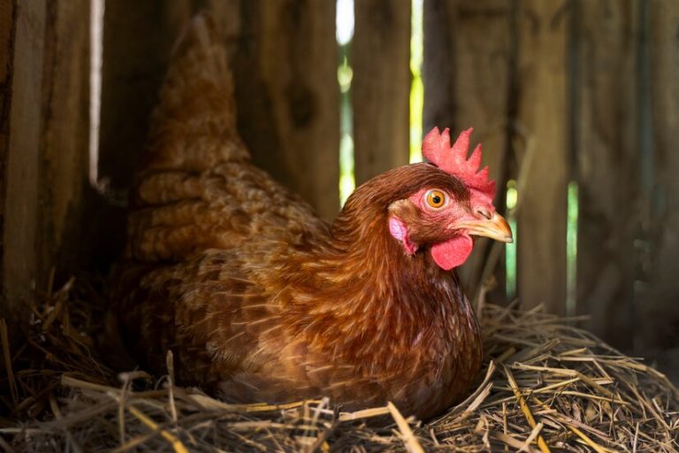 gallina-alto-angulo-sentada-heno-granja_23-2149456954
