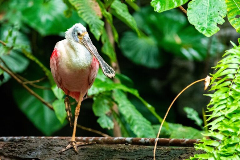 lindo-pajaro-espatula-posado-rama-arbol-borroso_181624-16300