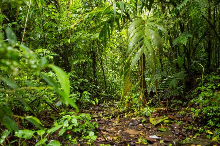 vista-exuberante-selva-tropical-costa-rica_23-2148248823